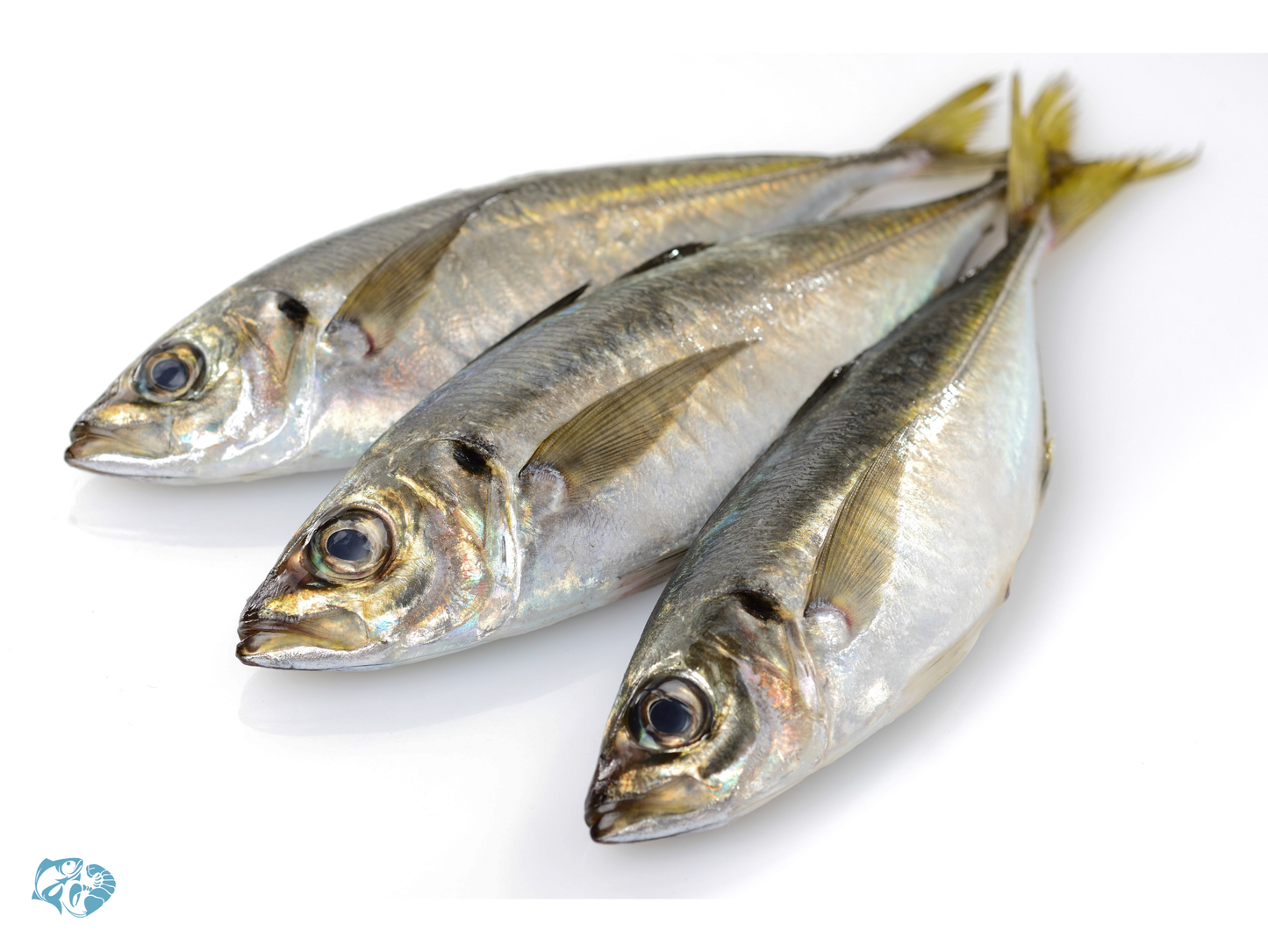 Indian Mackerel (Bangda)