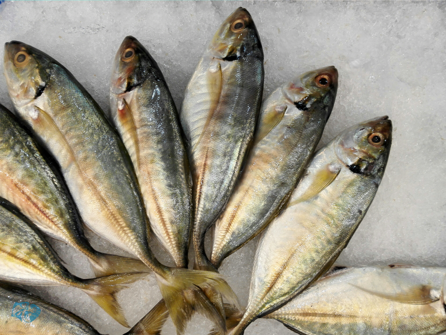 Indian Mackerel (Bangda)