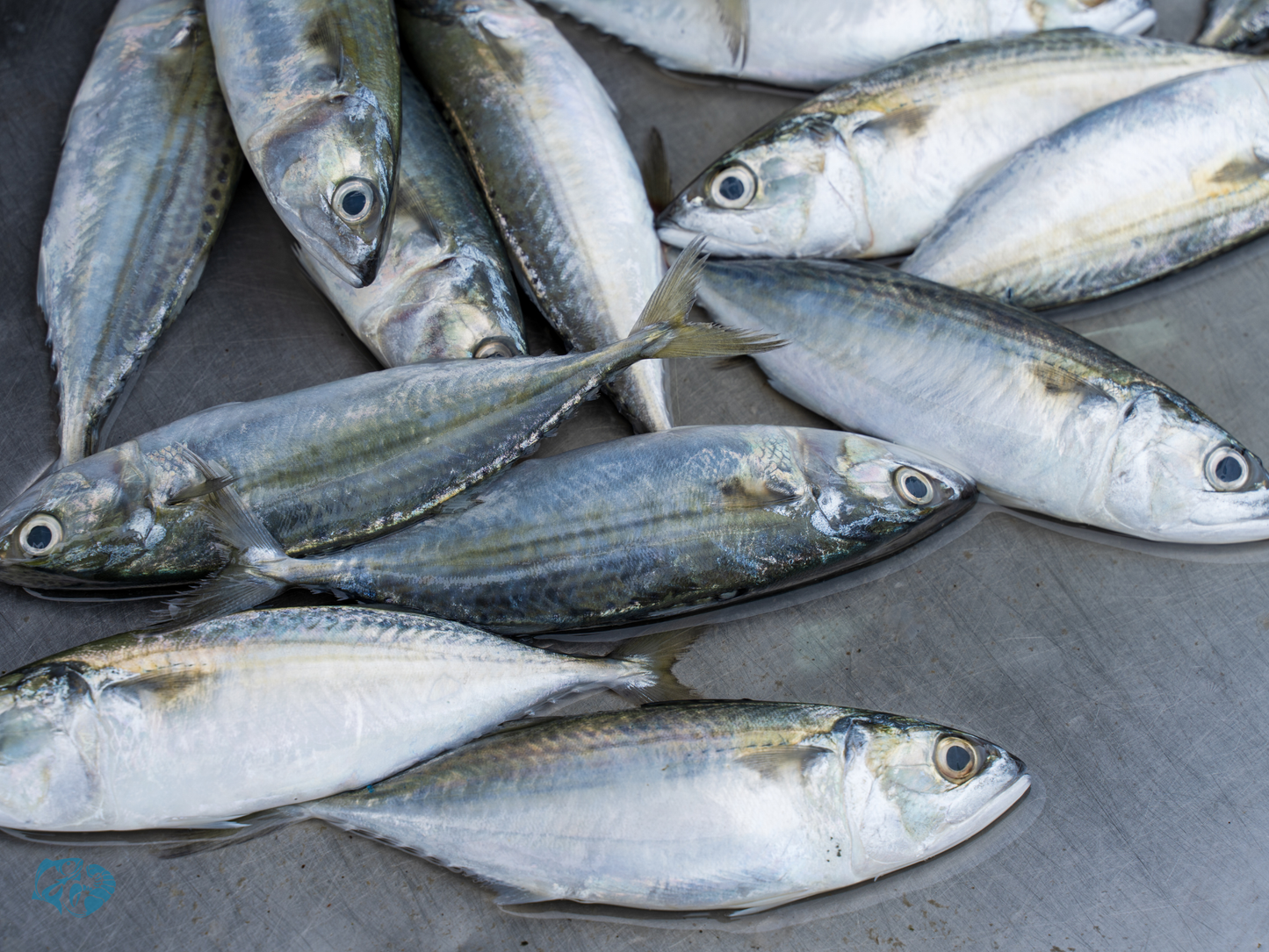 Indian Mackerel (Bangda)