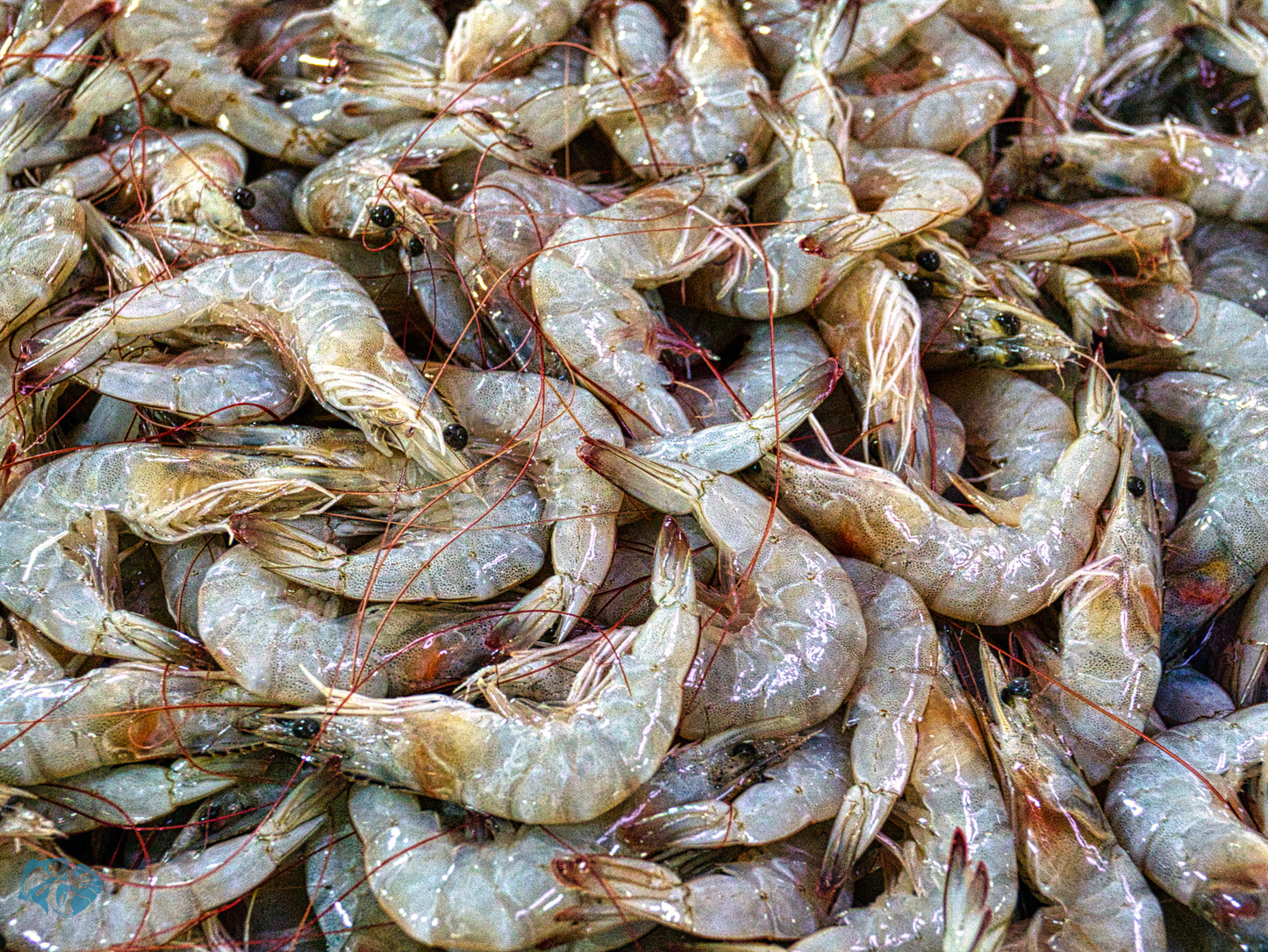 Medium Prawns - Ct 40-50 pc/kg
