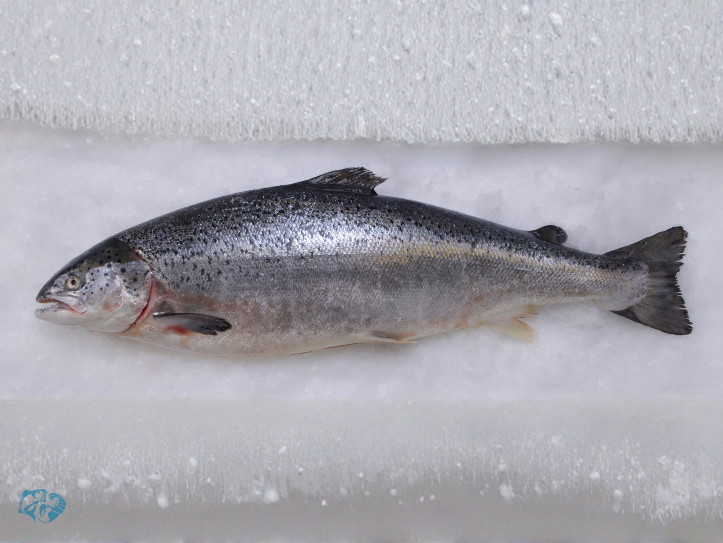Indian Salmon (Rawas)