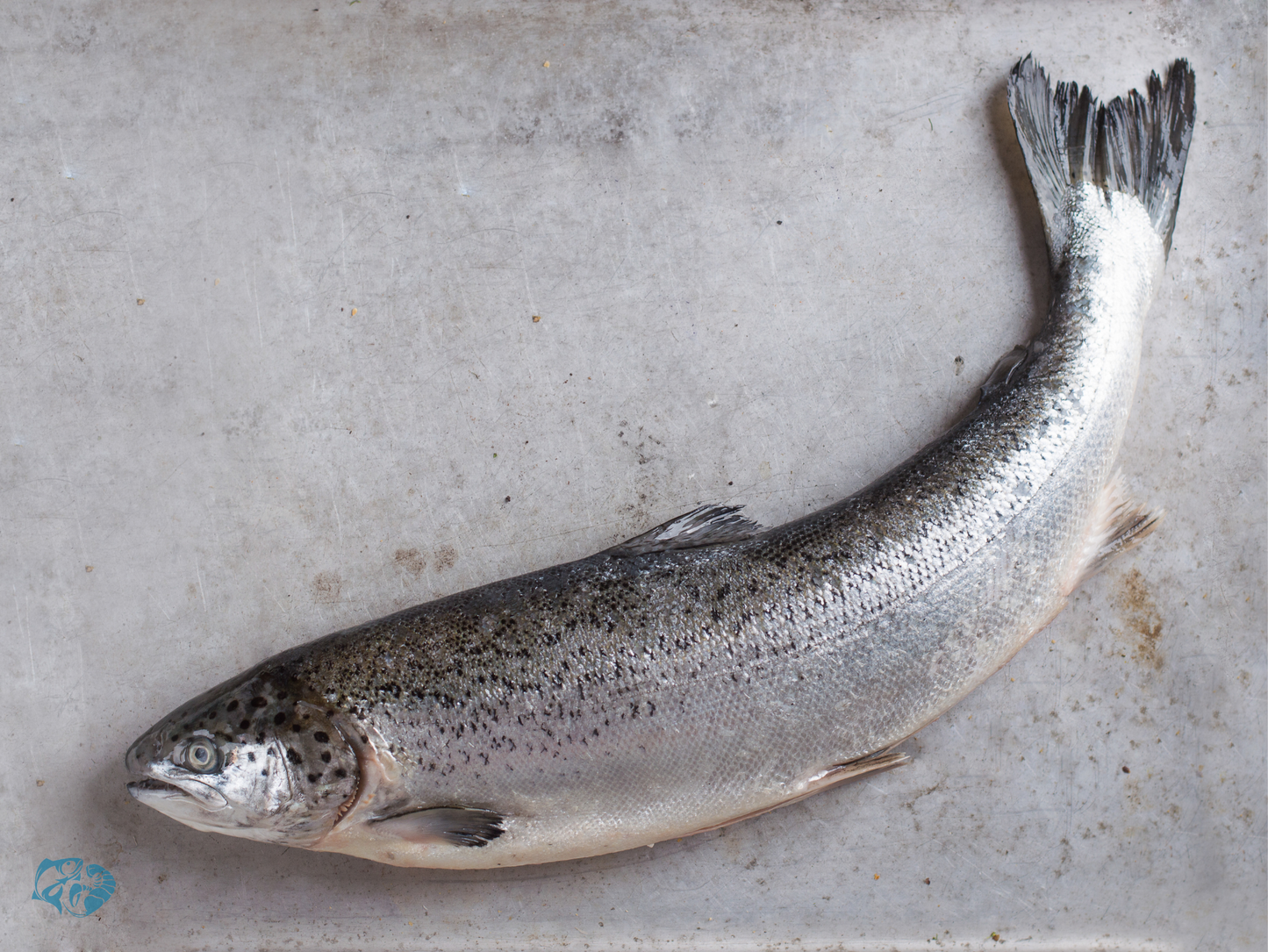 Indian Salmon (Rawas)