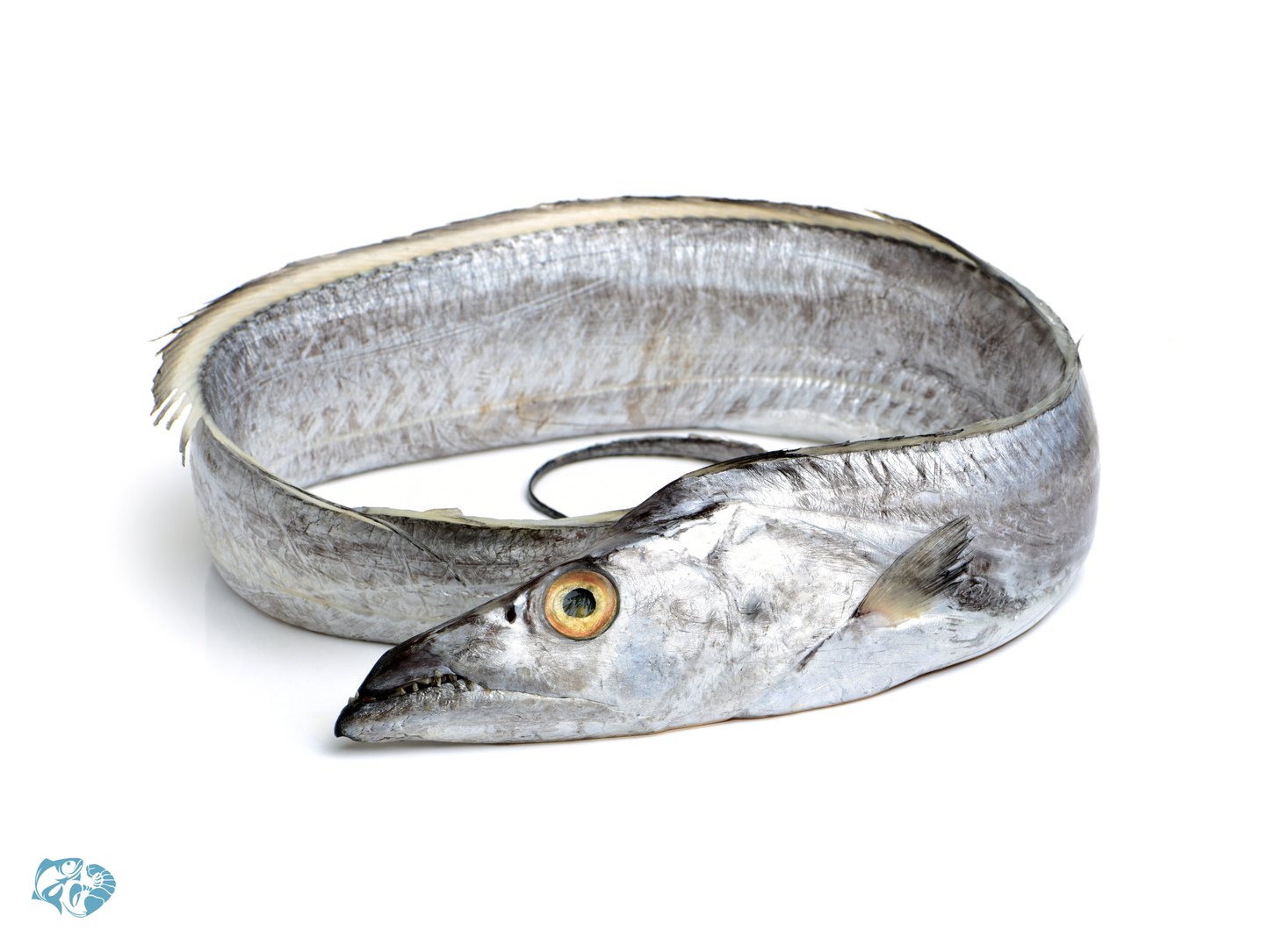 Ribbon Fish (Wagati / Bagga)