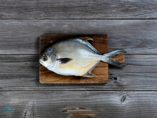 Silver Pomfret (Paplet)