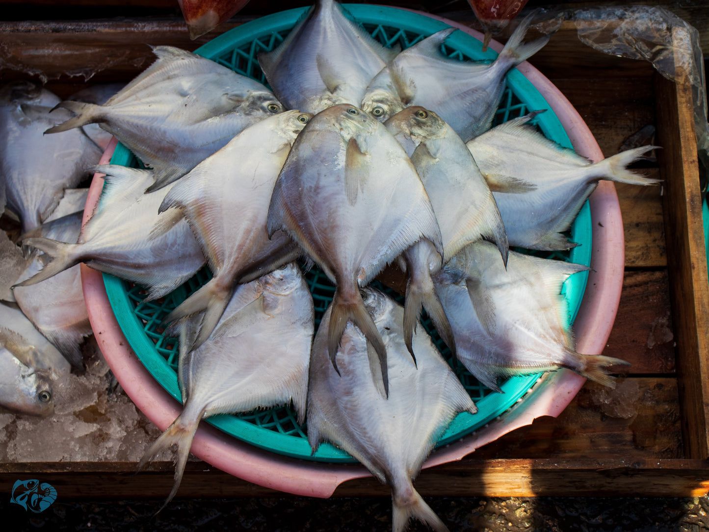 Silver Pomfret (Paplet)
