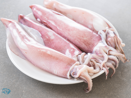 Indian Squid (Nal)