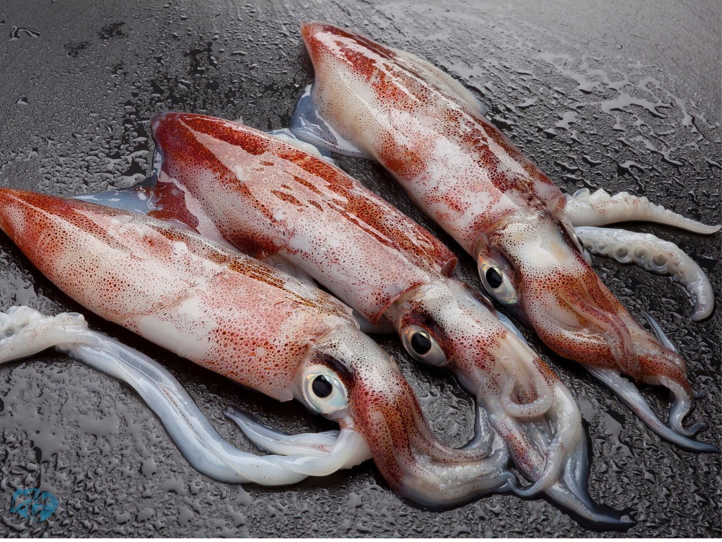 Indian Squid (Nal)