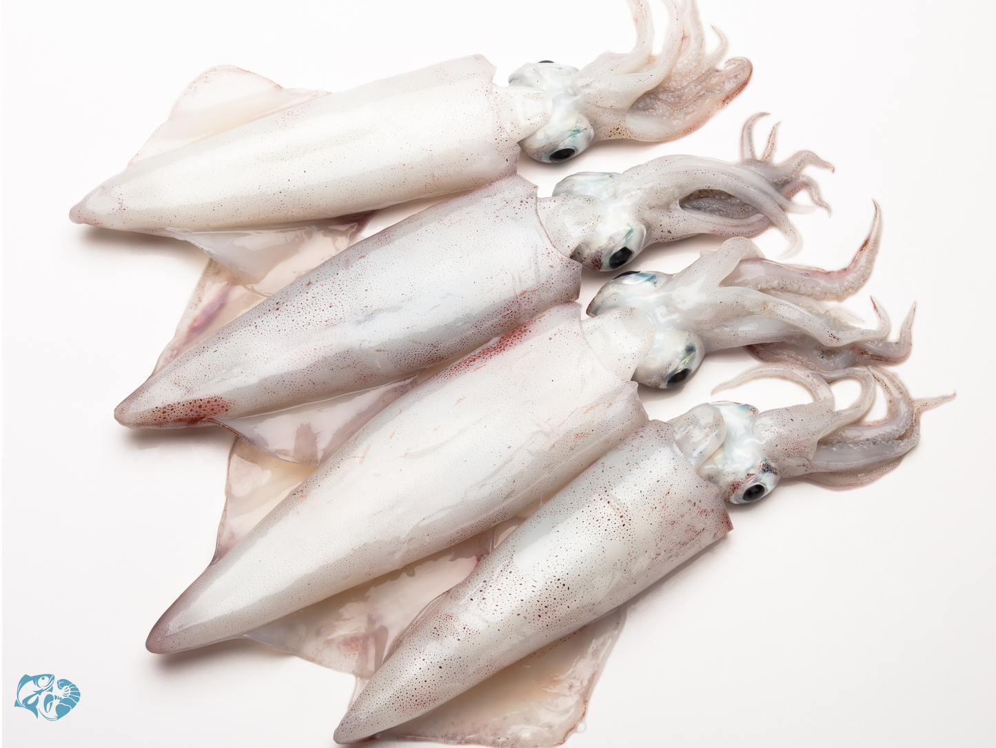 Indian Squid (Nal)