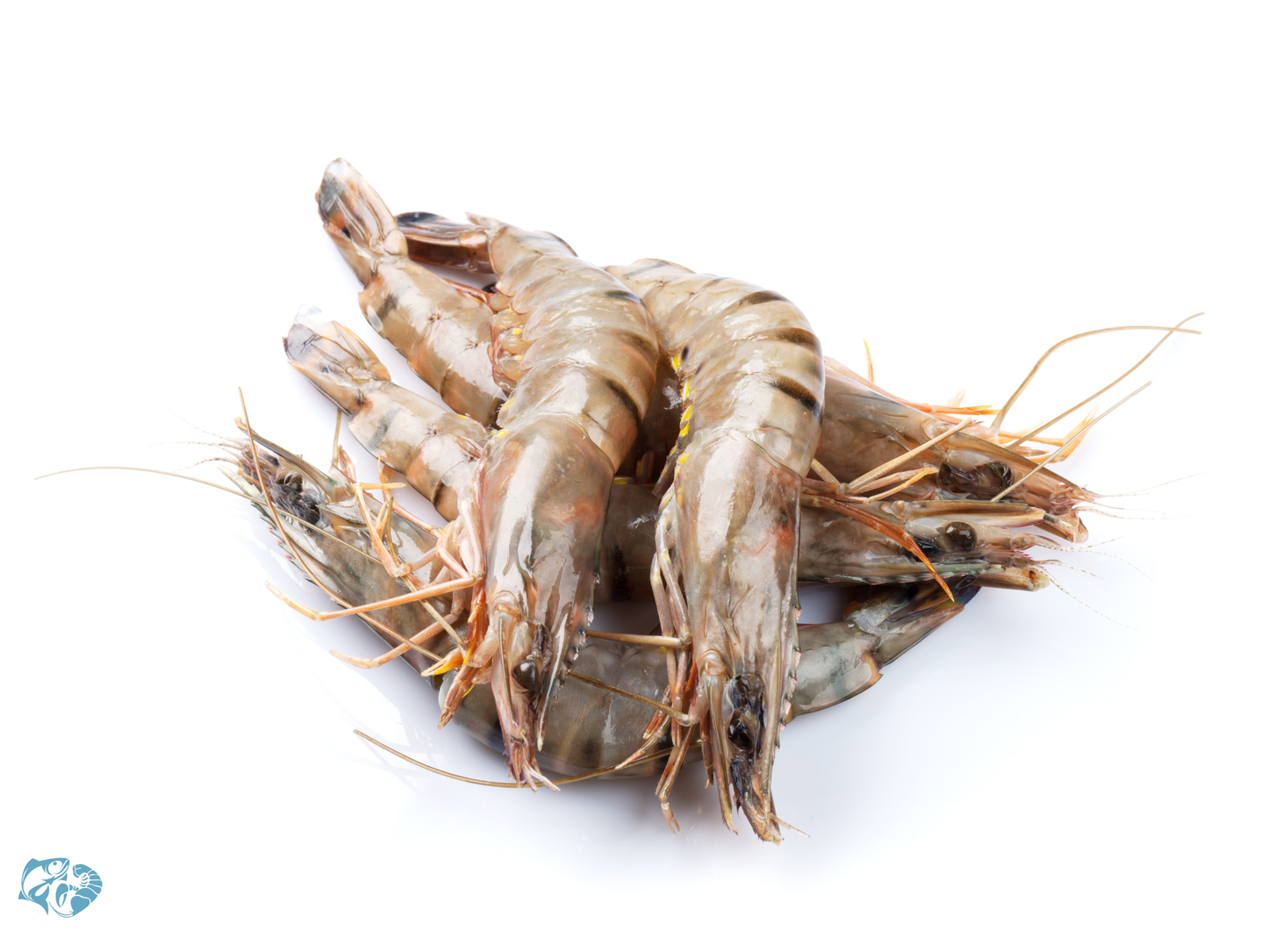 Tiger Prawns Ct 25-20 pc / kg