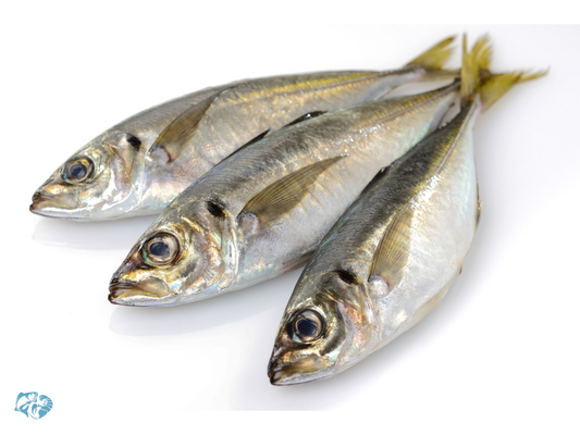 Indian Mackerel (Bangda)