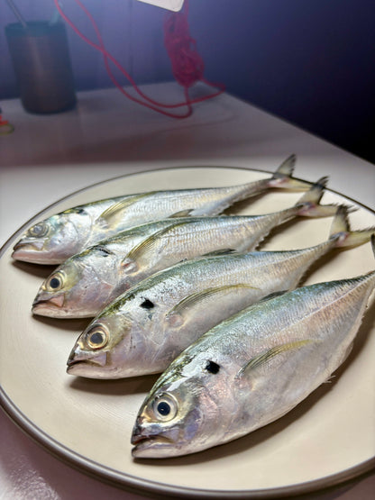Indian Mackerel (Bangda)