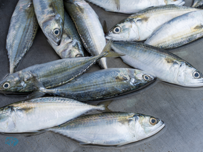 Indian Mackerel (Bangda)
