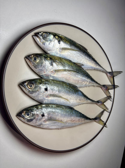Indian Mackerel (Bangda)