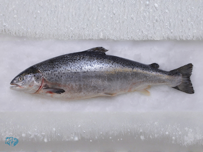Indian Salmon (Rawas)
