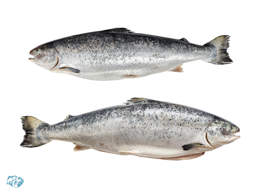 Indian Salmon (Rawas)
