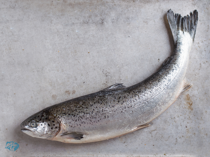 Indian Salmon (Rawas)
