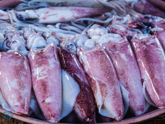 Indian Squid (Nal)