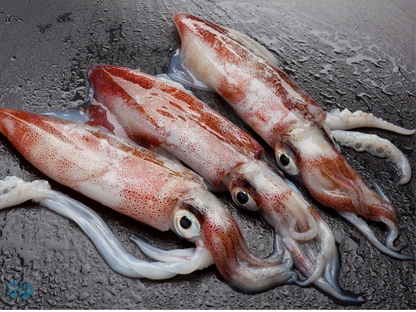 Indian Squid (Nal)